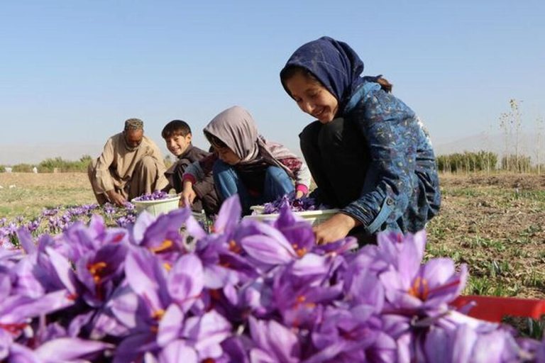 بهاباد میزبان جشنواره‌های «زعفران»  و «به» می‌شود