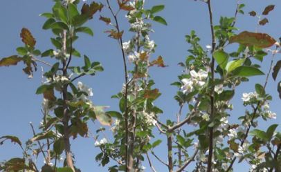شکوفه دهی درختان سیب بهاباد در پاییز