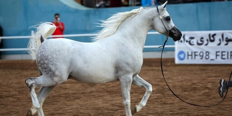آغاز مسابقات زيبايي اسب اصيل عرب در شهرستان اشکذر