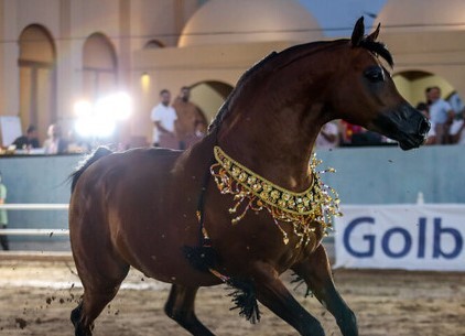 نمایش زیباترین اسب‌های اصیل عرب در اشکذر