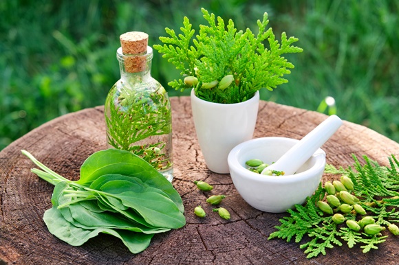 تولید گیاهان دارویی برای مقابله با بیماری‌های عفونی و سرطانی در یزد