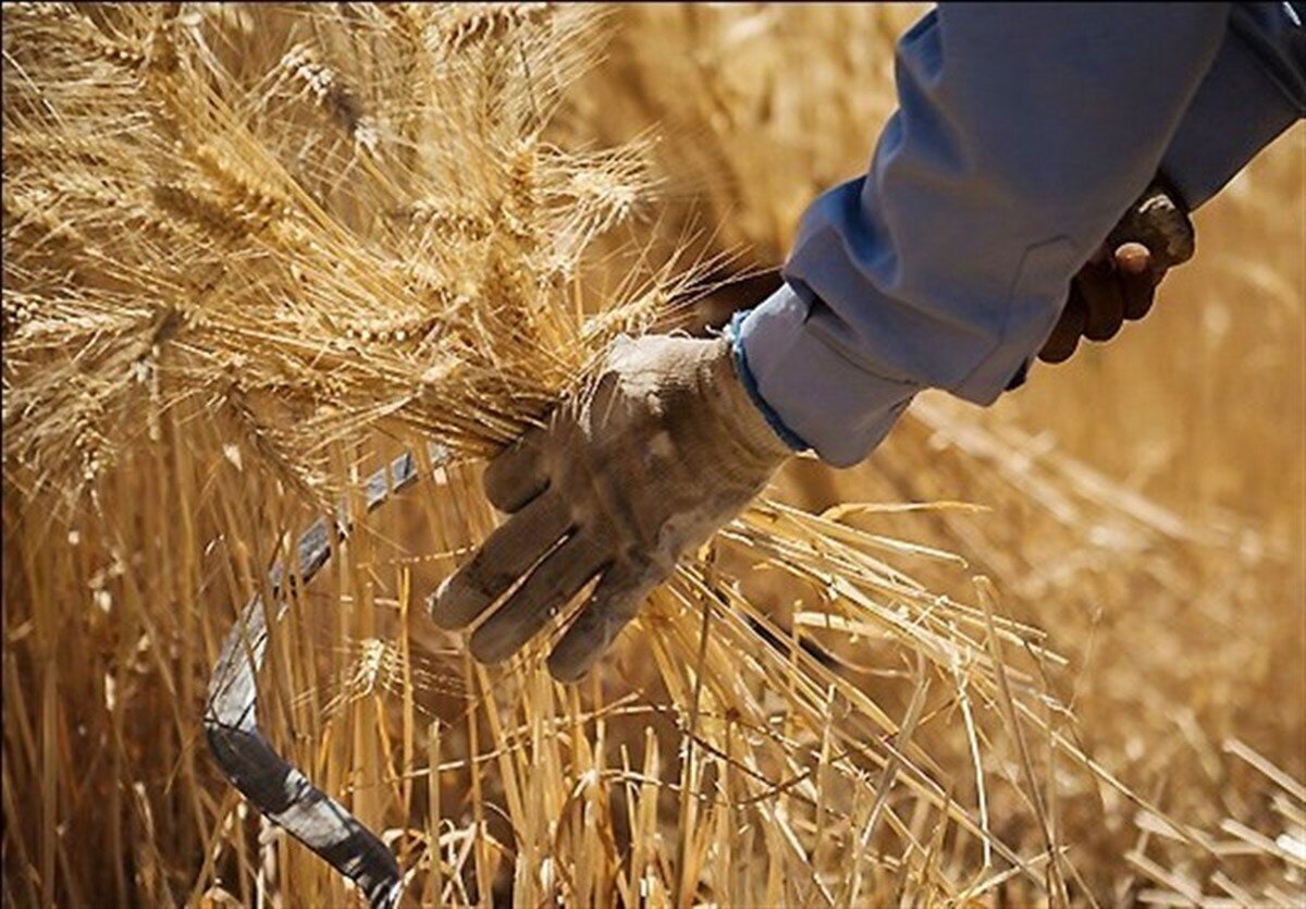 رشد ۵/۵ برابری تولید گندم در استان یزد