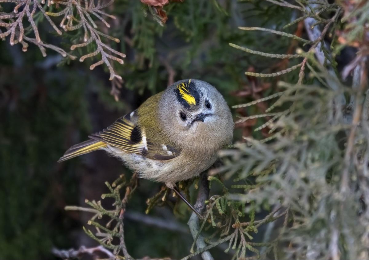 فیلم| کوچک‌ترین پرنده ایران!