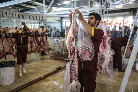  کشتارگاه صنعتی دام رفسنجان در روز عید قربان آماده ارائه خدمات رایگان به مردم است