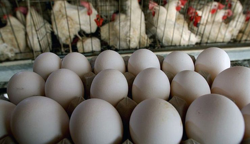 تعیین قیمت مصوب عرضه تخم مرغ در استان یزد