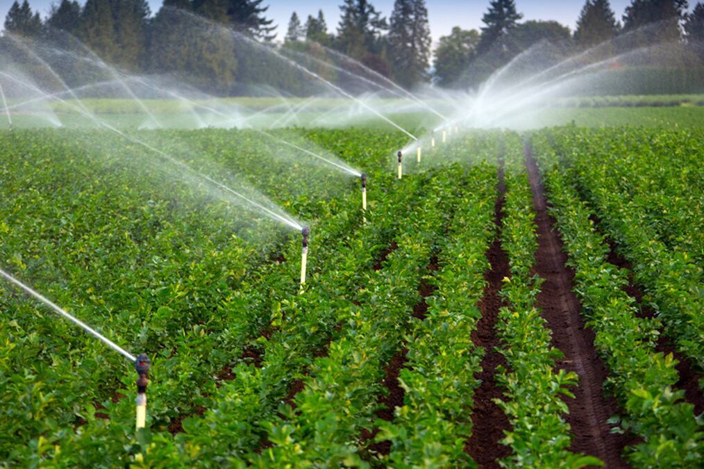 مدیرجهاد کشاورزی ابرکوه : آبیاری نوین بهره وری آب را تا ۸۵ درصد افزایش می دهد