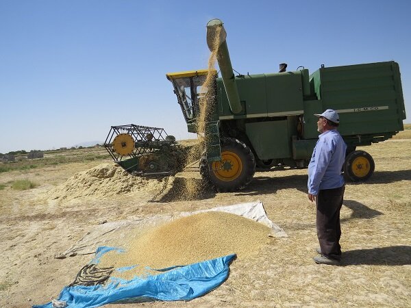 کشاورزان یزدی ۵۲ درصد بیشتر از سال قبل گندم به دولت فروختند