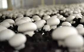 درآمد ۳۵ میلیون تومانی پرورش دهندگان قارچ به ازای هرصد متر مربع در یزد
