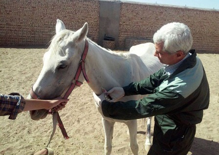 بیماری مشمشه، تهدید جدی برای پرورش دهندگان اسب