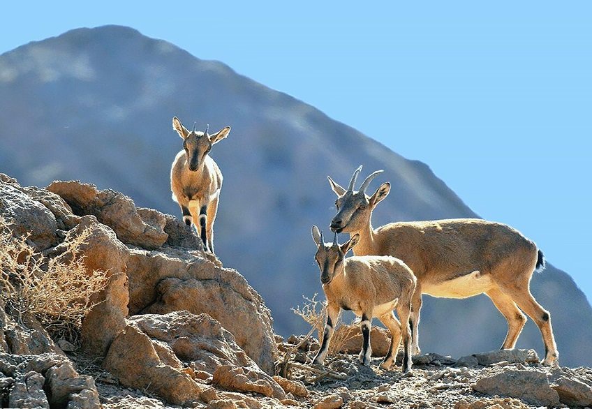 آغاز سرشماری پاییزه حیات وحش استان یزد
