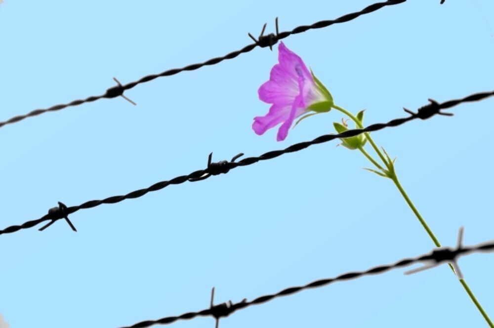 سه خیر یزدی ۸۳۰ میلیون ریال برای آزادی زندانیان کمک کردند