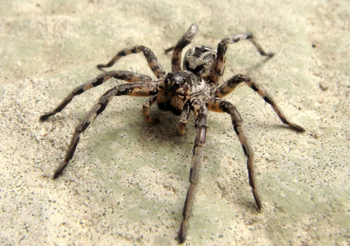 پیوند عجیب عنکبوت و کرم ابریشم در چین