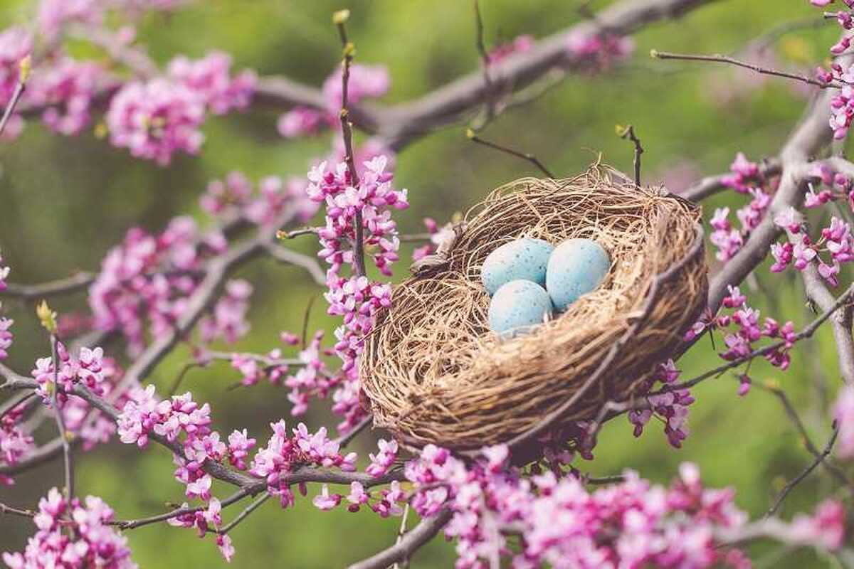 تفال به حافظ سه شنبه ۱۹ فروردین ۱۴۰۴؛ یا مبسما یحاکی درجا من اللالی...