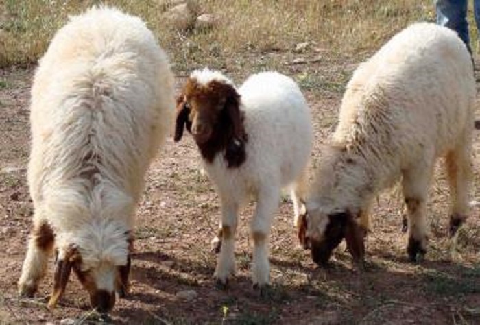 دستگیری عامل قاچاق دام فاقد مجوز در یزد