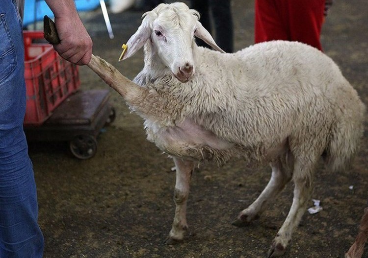 گوسفند قربانی کیلویی ۶۴ تا ۷۱ هزار تومان شد