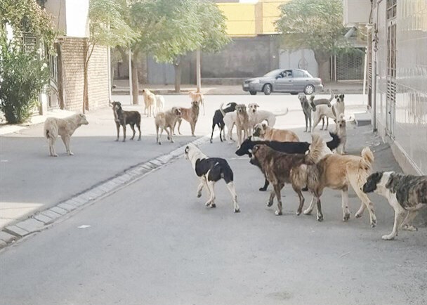 اجرای طرح زنده‌گیری و کنترل جمعیت سگ‌های بلاصاحب در جیرفت