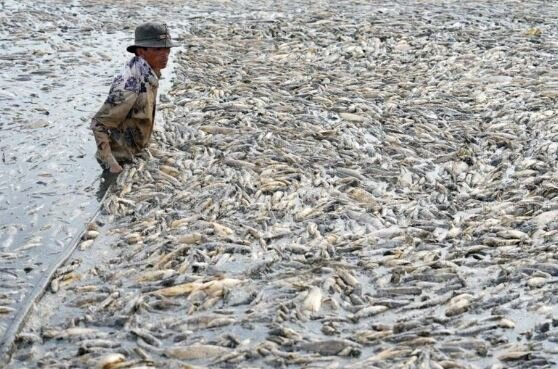 گرمای شدید در ویتنام و تلف شدن صدها هزار ماهی