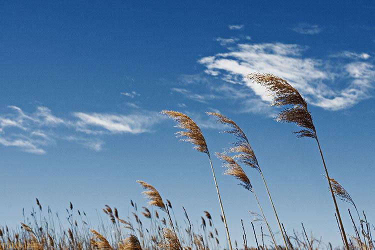 وزش بادهای نسبتا شدید در استان یزد