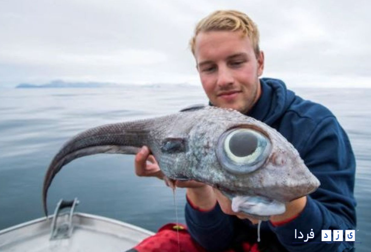 «ماهی دایناسوری»در نروژ صید شد!+تصویر