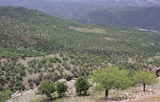 کاهش درختان بلوط به دلیل خشکسالی/ تغییرات اقلیمی، عاملی برای تغییر فصل رویشی گیاهان