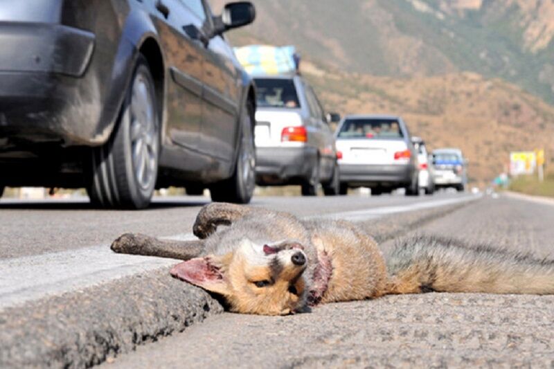 تلف شدن ۴۰ راس حیوان بر اثر تصادف جاده‌ای در مهریز