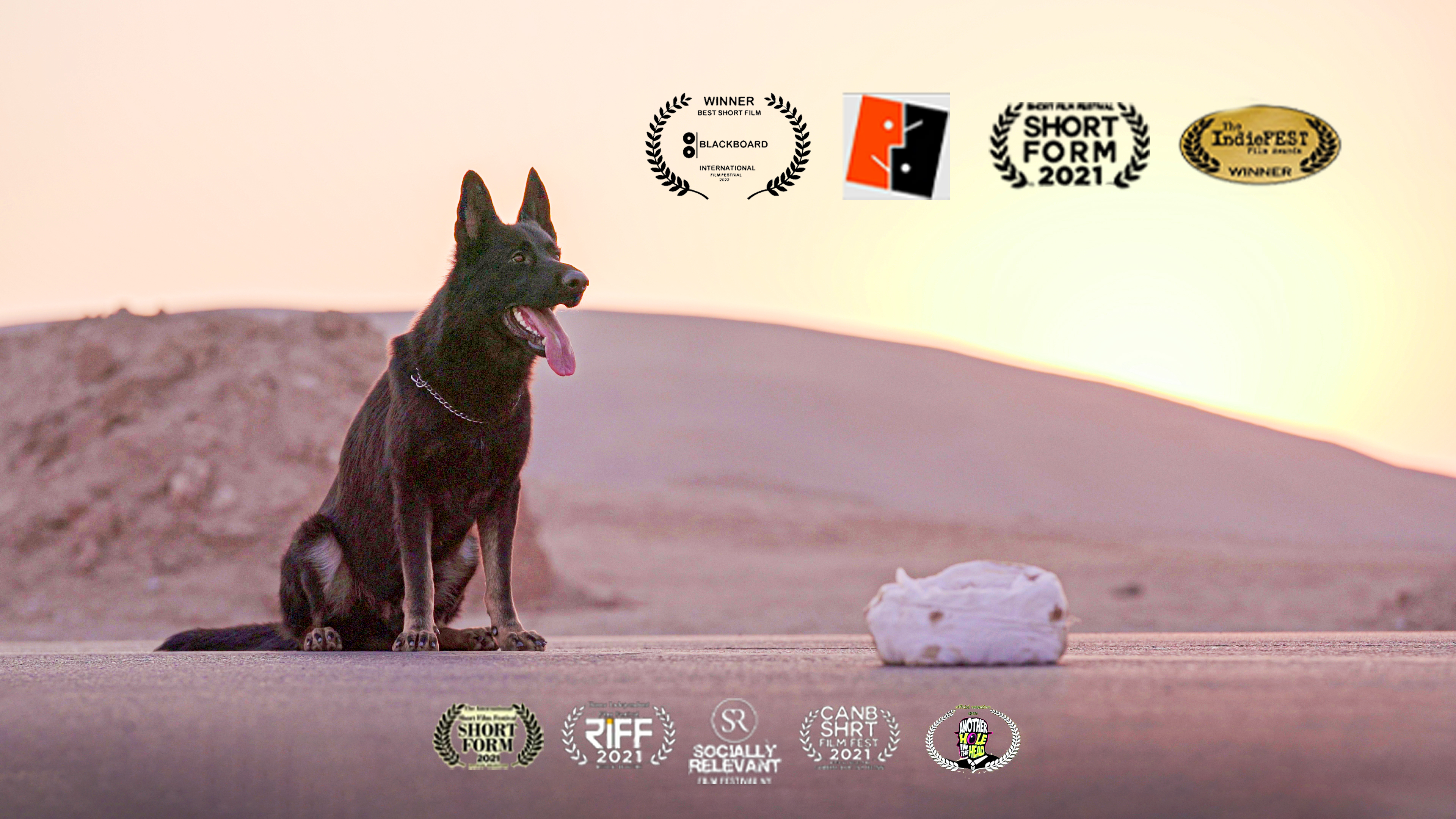 فیلم کوتاه سگ ساخته  فیلمساز یزدی از ۳ فستیوال در قاره های مختلف جهان جایزه گرفت 