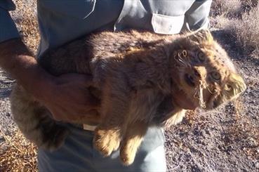 گونه نادر گربه پالاس در کالمند بهادران مهریز مشاهده شد