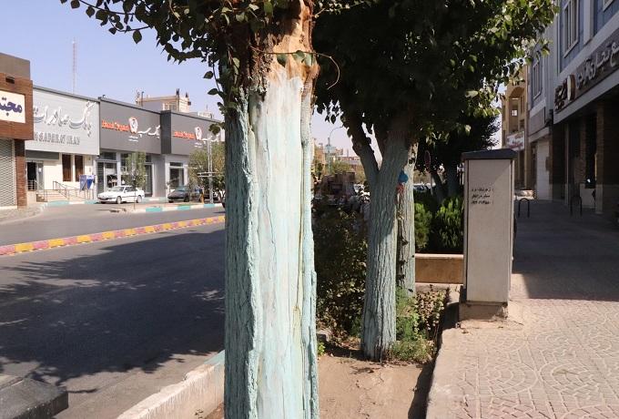 آغاز عملیات شستشو، ضدعفونی و محافظت تنه درختان سطح شهر یزد