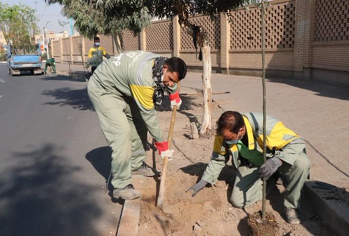کاشت انواع درخت و درختچه در فضاهای سبز