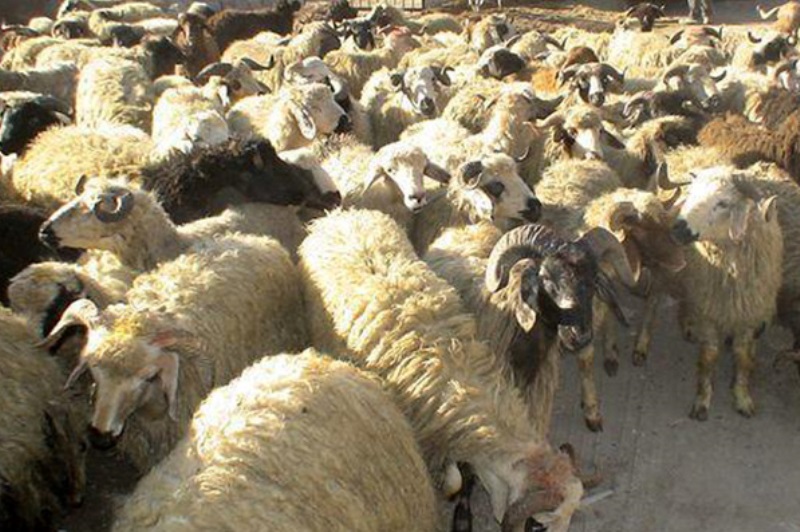 کشف 70 راس گوسفند قاچاق در یزد 