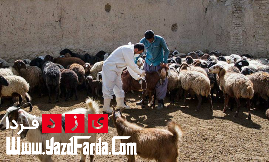 آغاز طرح سراسری و بهادار واکسیناسیون تب برفکی در استان یزد