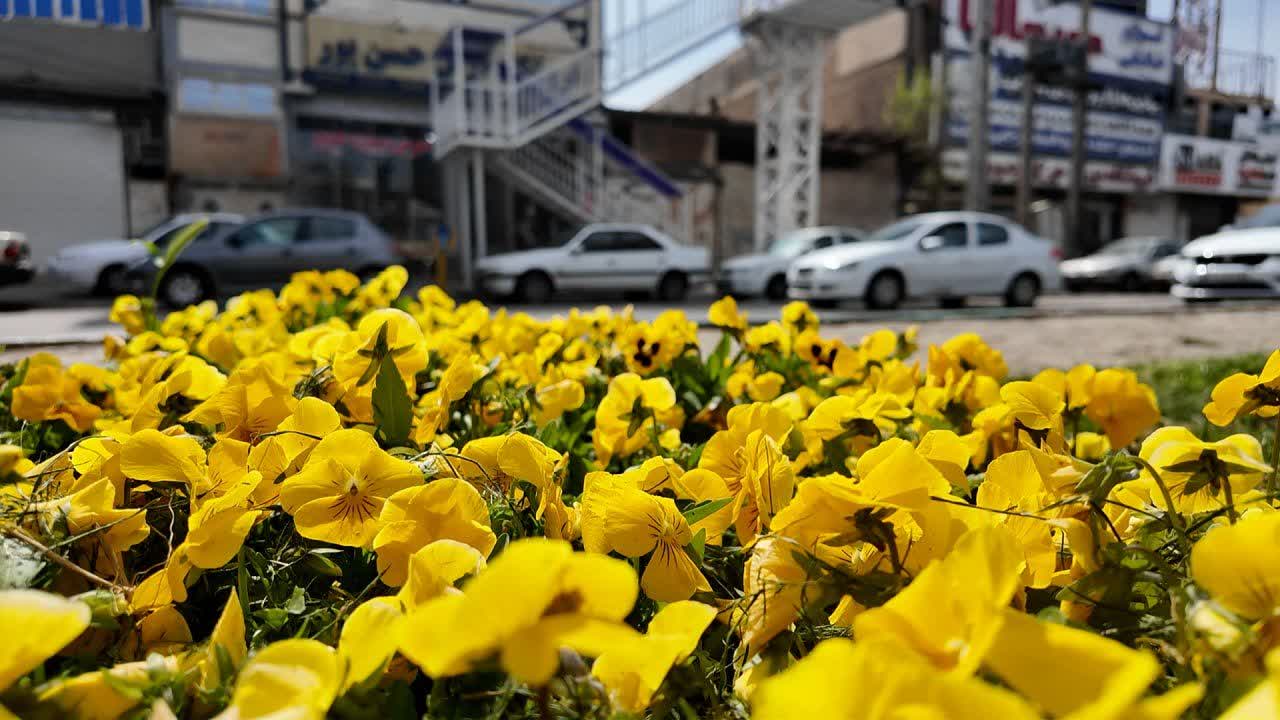 کاشت ۴ میلیون گل در شهر یزد برای استقبال از بهار/ تولید ۹۰ درصد گل‌ها در مرکز تولیدات گیاهی شهرداری یزد