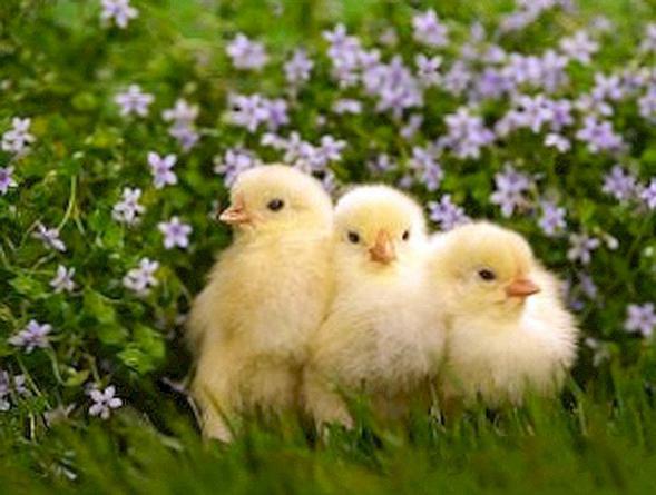 دو برابر شدن قیمت جوجه یک روزه در یزد