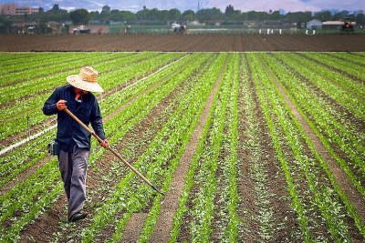 نبود صنایع تبدیلی موجب ضرر به کشاورزان شهرستان خاتم می‌شود