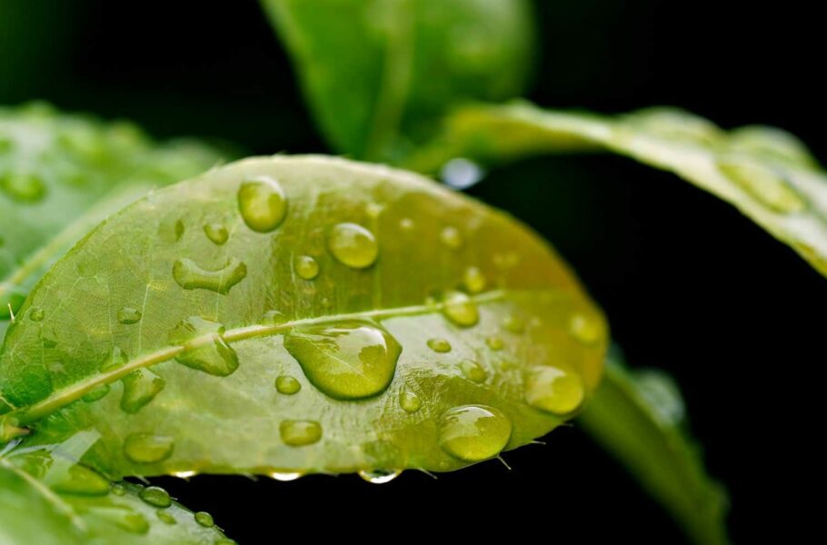 این گیاهان مصنوعی کوچک از باد و باران برای تولید برق استفاده می‌کنند