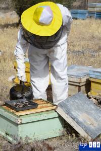 سفر به خاتم (7):گزارش تصویری کندوهای عسل درجنگل  باغ شادی 