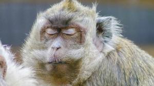 آیا میمون‌ها راز اوتیسم را برملا می‌کنند؟ 
