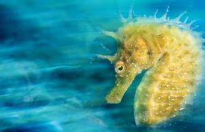 برترین تصویر زیر آب؛  اسب دریای تصویری رویایی 