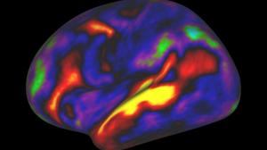 کشف 97 ناحیه ناشناخته جدید در مغز توسط دانشمندان 