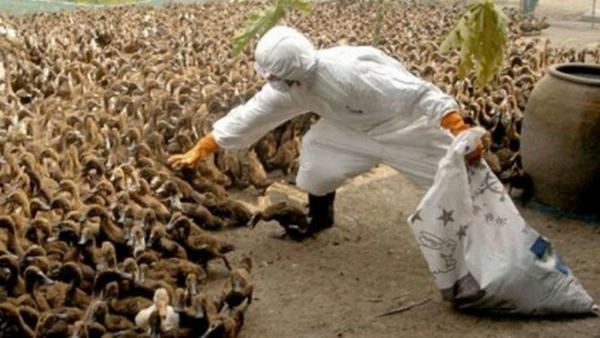 خبر فوری و مهم :آنفولانزای مرغی به یزد هم رسید از مصرف پرندگان خودداری کنید و راههای پیشگیری را جدی بگیریم 