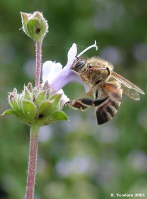 فرآورده های زنبور عسل