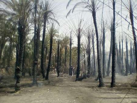 257 نخل در روستای هیچان نیکشهر در آتش سوخت