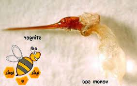 شیوه جدید درمان آلزایمر با زهر زنبور