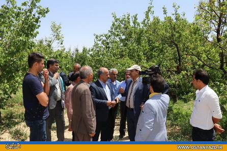خسارت 35 میلیاردی بارش تگرگ به کشاورزان شهرستان ابرکوه / کشاورزان  و باغداران موضوع بیمه را جدی بگیرند