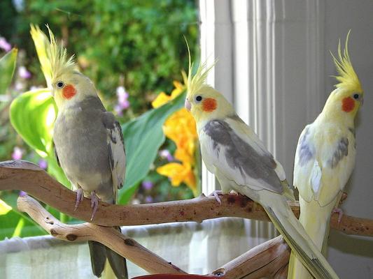 پرندگان کمیاب عروس هلندی از قاچاقچیان در مهریز یزد کشف شد
