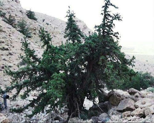 «رویشگاه جنگلی ارس» و «سنگاب بیشه دیگ جن» بافق ثبت ملی شدند