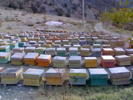 در سال جاری 239 تن عسل در یزد تولید شد 