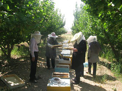 بازدید کارآموزان رشته پرورش زنبور عسل مرکز آموزش فنی وحرفه ای شهرستان خاتم از مزرعه هنرستان کشاورزی هرات