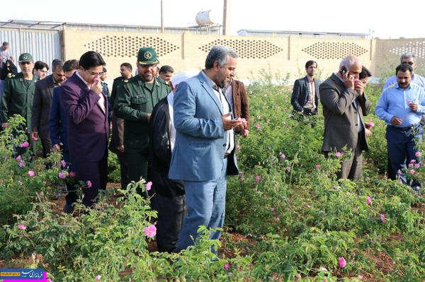 برداشت گل محمدی در باغستان گل محمدی شهرک صنعتی جهان‌آباد میبد آغاز شد
