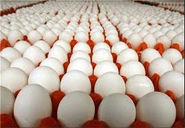 مهریز ؛ بزرگترین تولید کننده تخم مرغ استان یزد